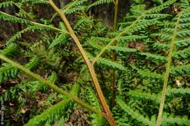 Image result for Hypolepis rugosula