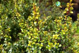Image result for Myrsine africana