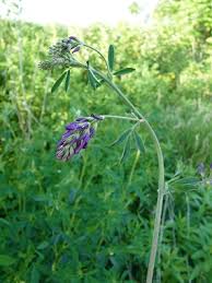 Just a daily reminder that we cannot escape the inevitable passage of time. Alfalfa Pictures Flowers Leaves Identification Medicago Sativa