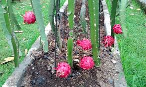 Dalam artikel kali ini saya akan membahas mengenai indanya bunga yaang dimiliki buah naga dan cara merawat bunga naga agar tidak busuk dan rontok. Panduan Teknis Budidaya Buah Naga Alam Tani