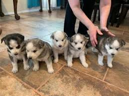 I have taken all of my babies here, because i can trust that they are being well taken care of. Puppy For Sale In El Paso Tx 5miles Buy And Sell