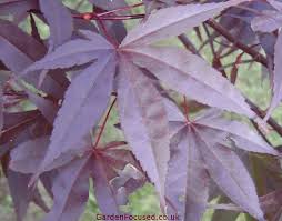 Amoenum emperor i®) with 12 images and 16 data details. Pictures And Information Japanese Maple Emperor 1