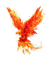 Image result for Phoenix