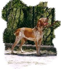 Image result for italský krátkosrstý ohař