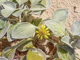 Image result for Arctotheca populifolia