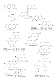 Image result for Gnidia hockii