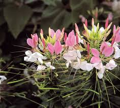 Image result for Cleome houtteana