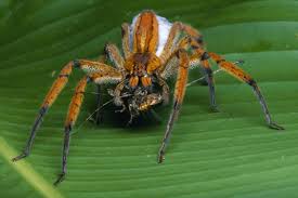 Brasillian spider süper set kapsül 10 adet +1 adet jel ürününün fiyatını öğrenmek ve online sipariş vermek için tıklayın! Deadly Brazilian Spider S Venom That Is More Effective Than Viagra Could Be Used To Cure Erectile Dysfunction
