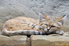 The inner and outer ear hairs on cats are known as furnishings. Beautyful Cats Wild Cats With Pointy Hair On Tips Of Ears