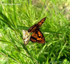 Image result for Tragia lasiophylla