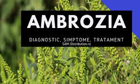Sensibilizarea alergică la polenul de ambrozia se manifestă clinic cel mai frecvent ca rinoconjunctivită și astm, dar pot apărea și. Alergia La Ambrozie Diagnostic Simptome Tratament Sam Distribution