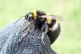 Image result for Bombus cryptarum