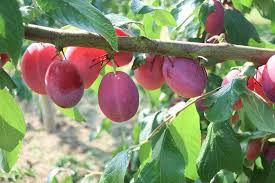 A fruit tree is a tree which bears fruit that is consumed or used by humans and some animals — all trees that are flowering plants produce fruit, which are the ripened ovaries of flowers containing one or more seeds. Prunus Domestica Victoria European Plum