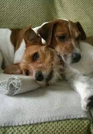 Such Love For One Another Honden Hondjes Dieren