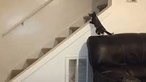 Image Result For Cats Falling Down Stairs Gif Best Cat Gifs Cat Memes Funny Cats
