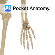 Image result for Trapezoid Bone