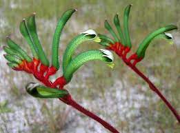 Kangaroo Paw Anigozanthos Manglesii La Palmeraie Gb