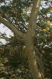 Image result for Acacia xanthophloea
