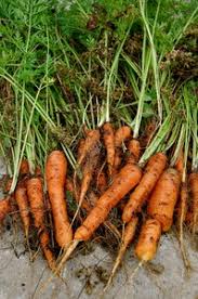 How to clean garden carrots. Carrots Free Stock Photos Rgbstock Free Stock Images Dragonariaes November 28 2009 39