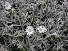 Image result for Anagallis tenuicaulis