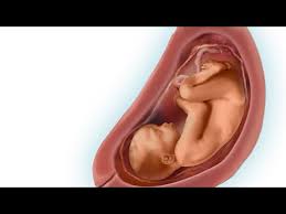 En las 29 semanas de embarazo el bebé continúa desarrollándose en el interior del útero materno. Semana 29 De Embarazo 29 Weeks Pregnant 7 Meses De Embarazo Desarrollo De Tu Bebe Youtube