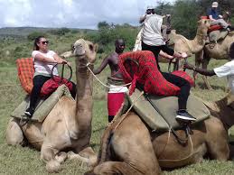 If a camel uses the fat inside the the hump is not used for water storage, but camels can go for long periods of time without water. Betty Ichan On Twitter Did You Know That Camels Actually Store Fat And Not Water In Their Humps Explore Magical Kenya And Experience Camel Rides In The Wild Magicalkenya Loisaba Https T Co Qnowu0mciu