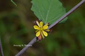 Image result for Triumfetta pentandra