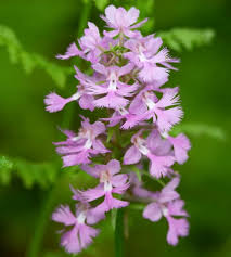 Image result for Habenaria splendens