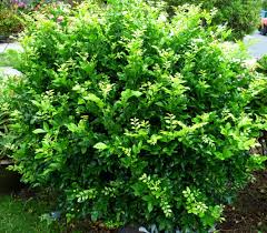 Image result for Murraya paniculata
