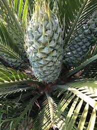 Image result for Macrozamia johnsonii