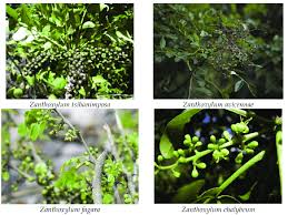 Image result for Zanthoxylum chalybeum