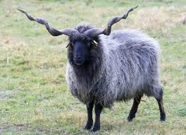 Pin By Sandy Hamman On S H E E P S Sheep Breeds Cute Goats Animals Beautiful