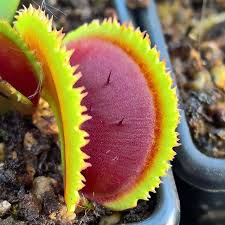 Thank you in advance for any info you can give! Pin On Venus Flytrap