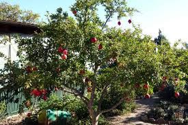 Although it prefers warmer climates similar to those of the mediterranean, slightly cooler as such, zones 11 and above are not recommended. How To Plant Grow Prune And Harvest Pomegranates Harvest To Table