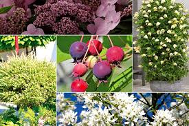 Tomgarten Tipp Schone Pflanzen Fur Einen Naturlichen Sichtschutz Im Garten
