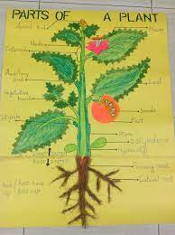 Parts Of A Plant Parts Of A Plant Plants Flower Bud