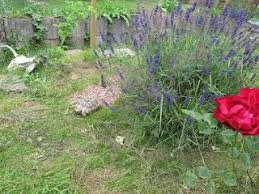 Unsere Haltung Der Griechischen Landschildkroten Landschildkroten Griechische Landschildkrote Und Schildkrotengehege