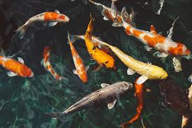 Not just how much filtration but want kind and how well it is maintained. How To Build A Koi Pond A Prep Guide For Beginners
