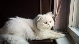 Kucing persia medium merupaka salah satu jenis kucing yang banyak digemari oleh para pecinta kucing. Cara Merawat Kucing Persia Yang Benar Agar Bulunya Tetap Indah Cocok Bagi Pemula Hot Liputan6 Com