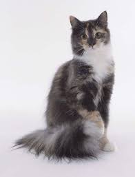 Black And White Cat Breeds With Yellow Eyes Black And White Tom Cat Black And White She Cat Warrior Cat Dog Cat Cats