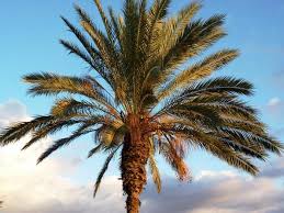 송봉근교수의 한방클리닉 '종려(대추야자)':womansense.org