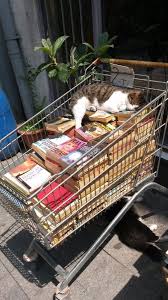Bibliophilic Cat Enjoying Summer Wheather In Istan Bibliophilic Cat Enjoying Istan Istanbul Summer Wheather Cats Aesthetic Animals