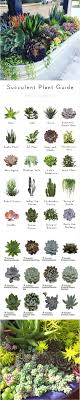 succulents identification photo garden inspiration