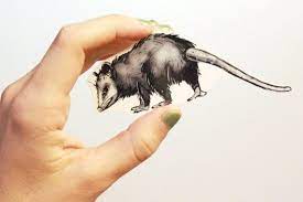 Pin On Possum