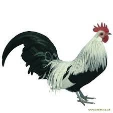 Hollandse kriel) is a breed of chicken originating in the netherlands. Dutch Bantam For Sale Chickens Breed Information Omlet