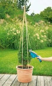 Buchs Kegel Schneiden Buchsbaum Garten Buchsbaum Formschnitt Garten