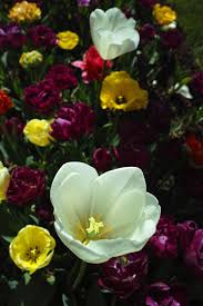 Purple and white flowers on tree. Tulips White Flower Free Photo On Pixabay