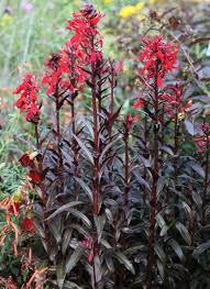 Maybe you would like to learn more about one of these? Buy Cardinal Flower Lobelia Cardinalis Queen Victoria 14 99 Delivery By Crocus