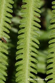 Image result for Amblovenatum