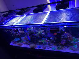 Everyone Should Have Lids On Their Aquariums My Take On Safe Top Lid S Custom Aquarium Lids